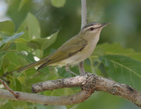 A red-eyed vireo perches in a tree. Note the red eyes, olive green back, and white, gray and black head pattern. Photo by Randy Mitchell